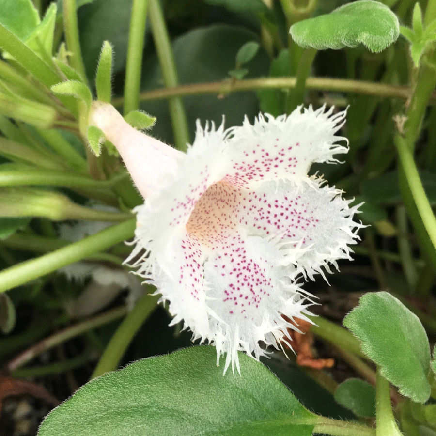 Alsobia Dianthiflora Lace Flower Plant