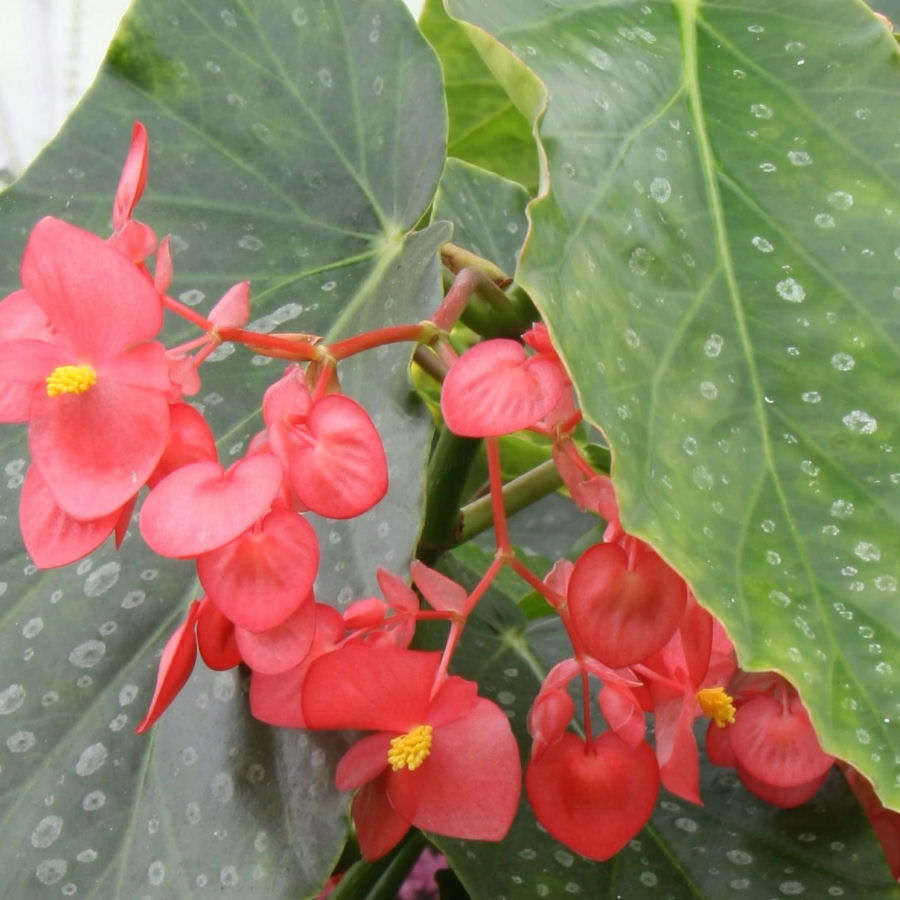 Begonia Comte de Lesseps Plant