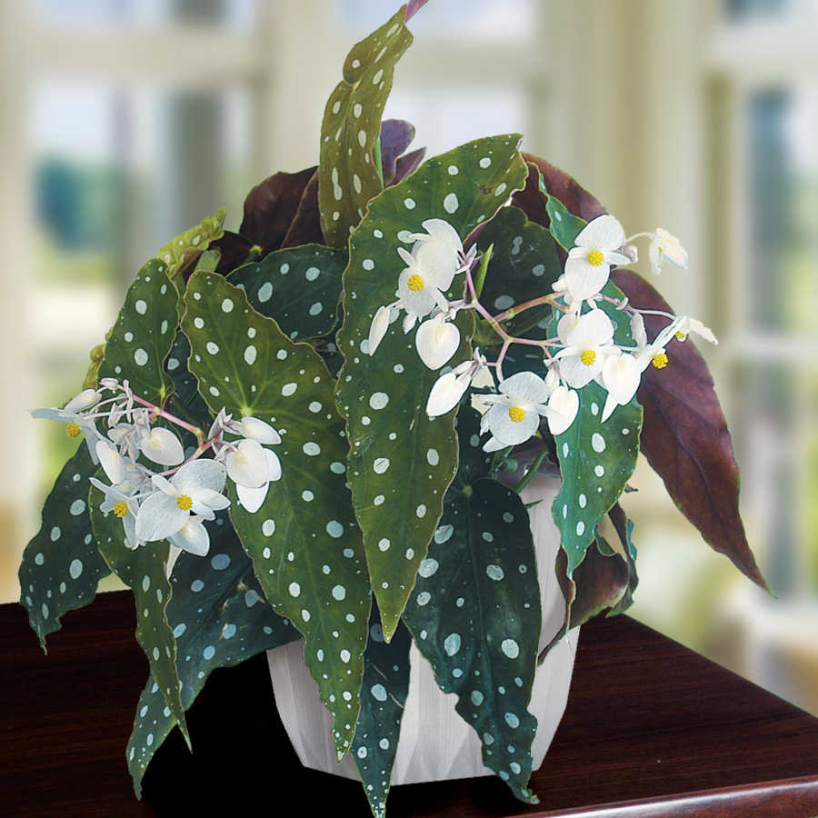 Begonia Maculata Wightii Plant
