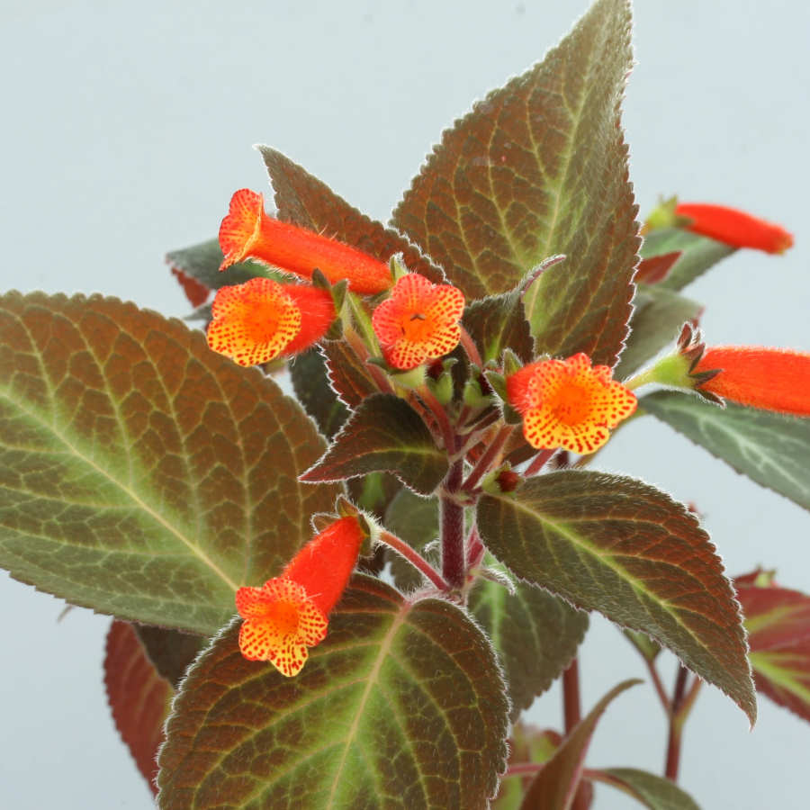 Kohleria Brazil Gem Plant