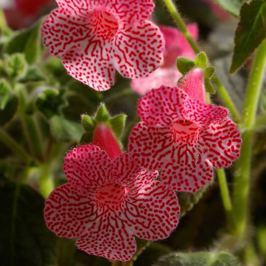 Kohleria Sunshine Plant