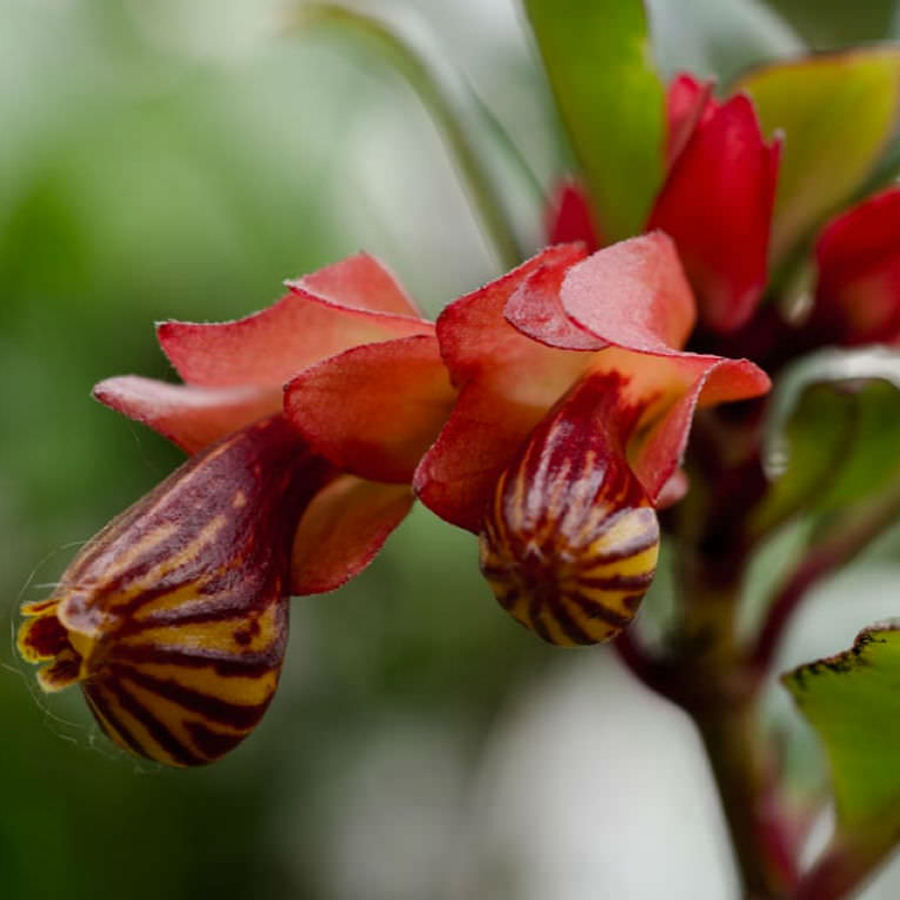 Nematanthus gregarius X Perianthomega Tropicana Plant