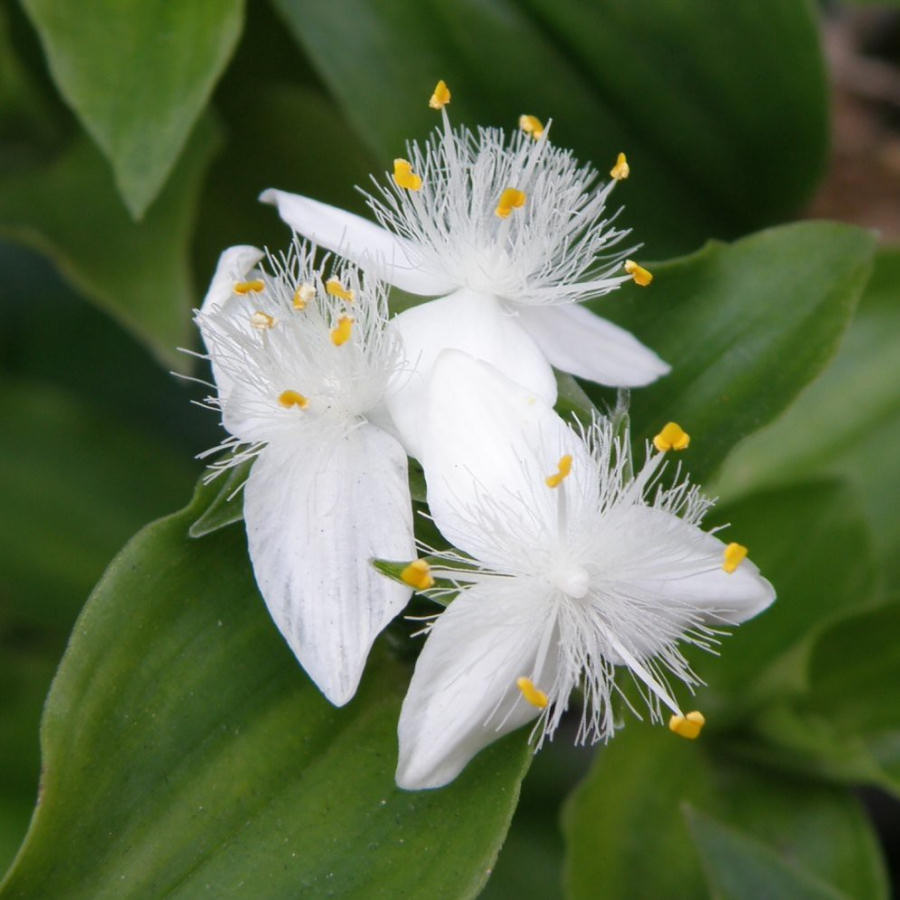 Tradescantia Fluminensis Plant