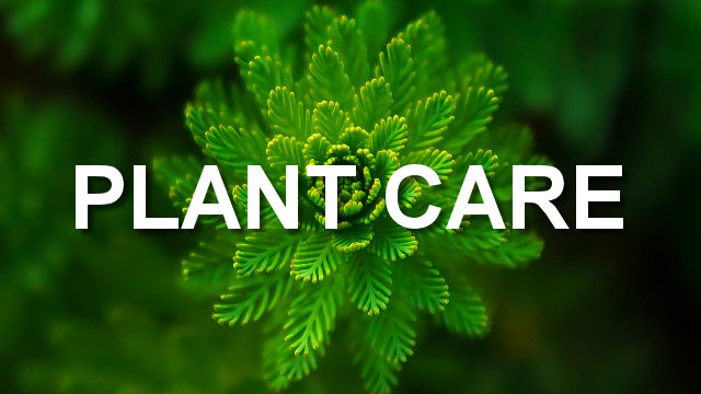 Plant Care