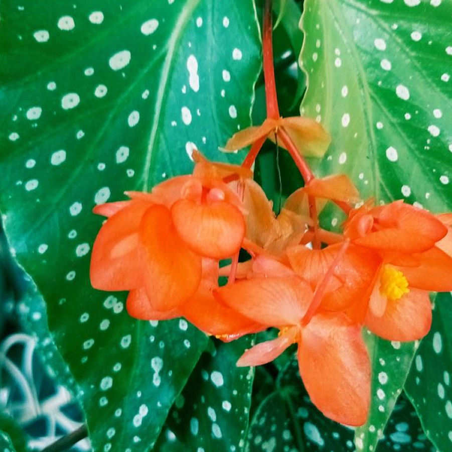 Begonia Orange Rubra Plant