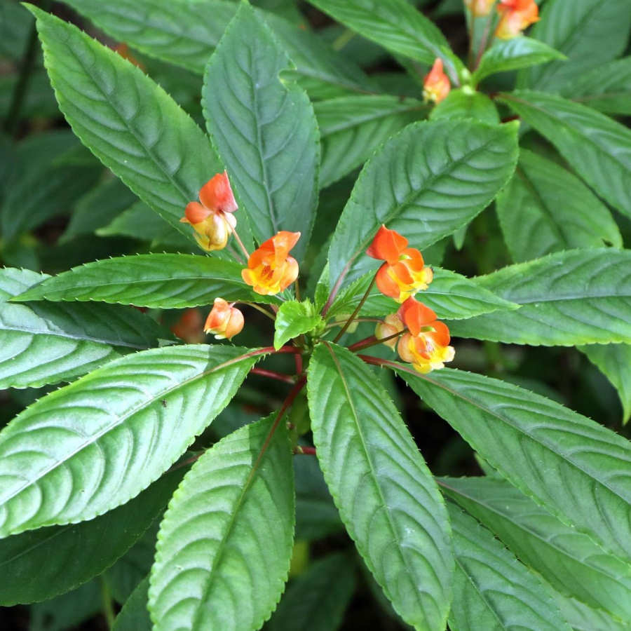 Impatiens Auricoma X Bicaudata Hybrid Plant