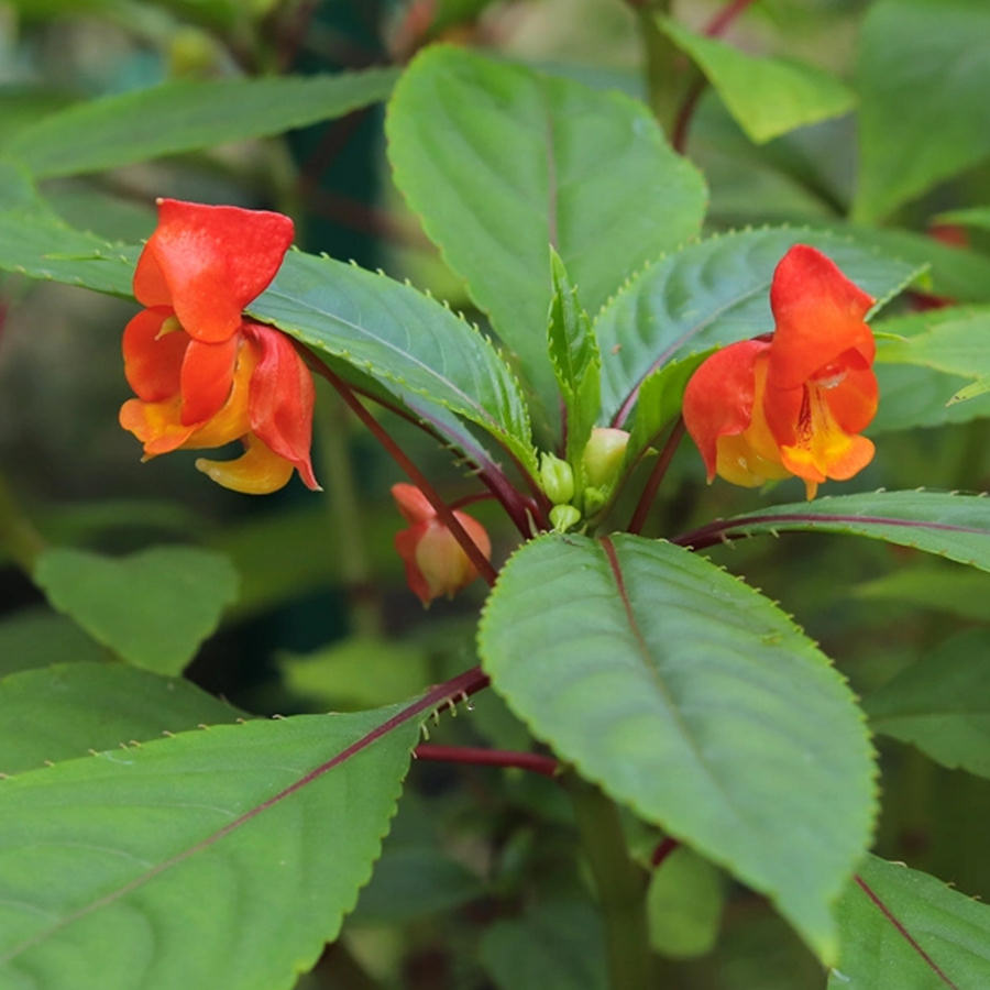 Tropical Impatiens Plants