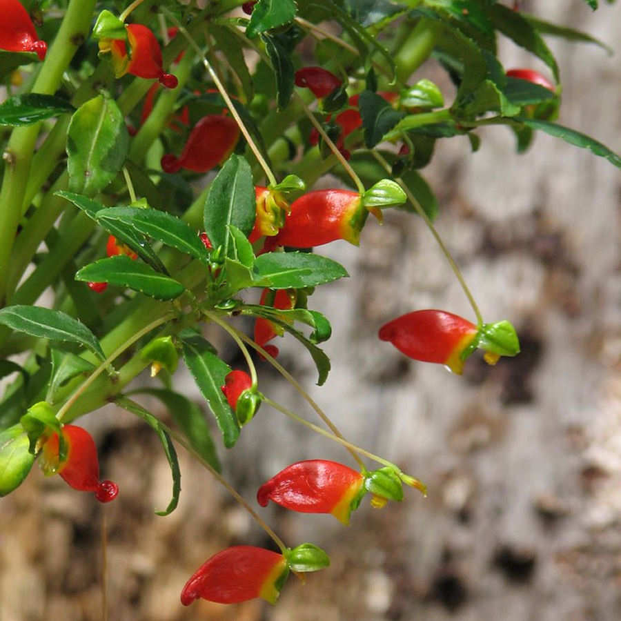 Impatiens Keilii Plant