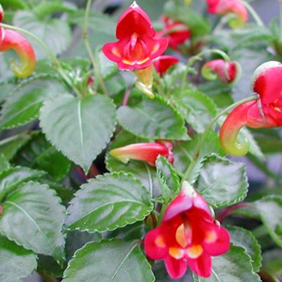 Impatiens Kilimanjari Plant