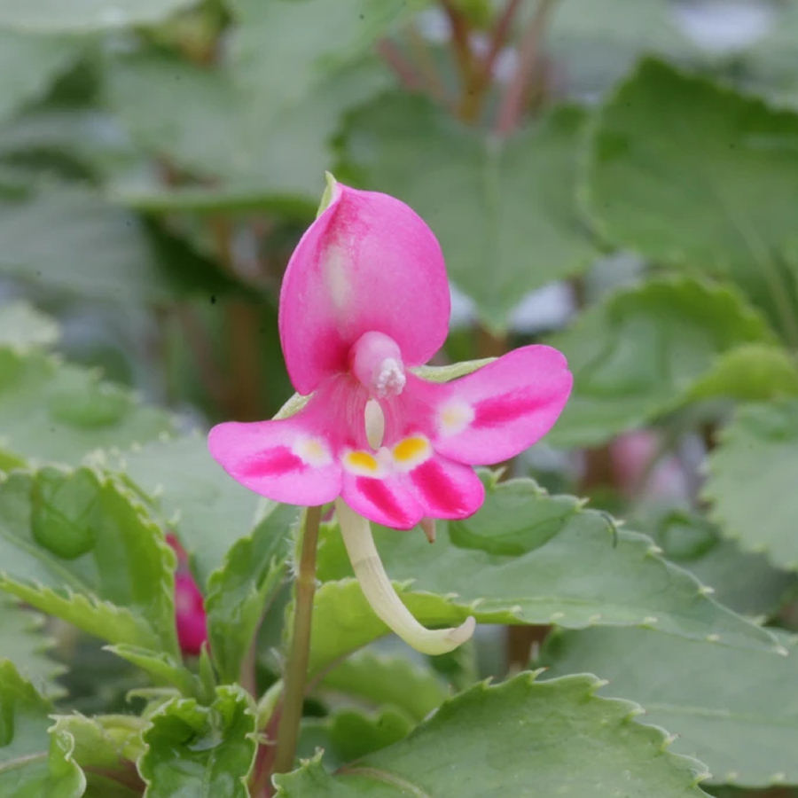 Impatiens Kilimanjari X Pseudoviola Hybrid Plant