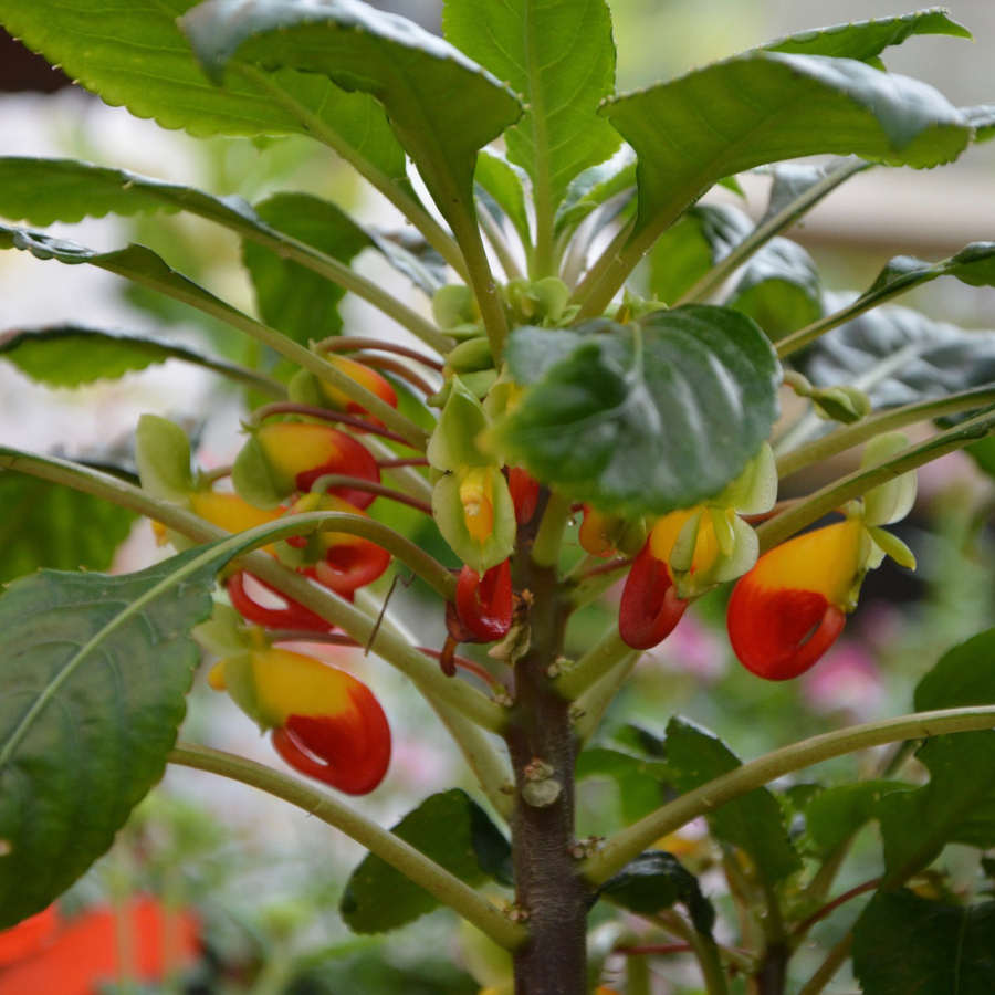 Impatiens Niamniamensis Parrot Plant Exotic Plants Congo Cockatoo