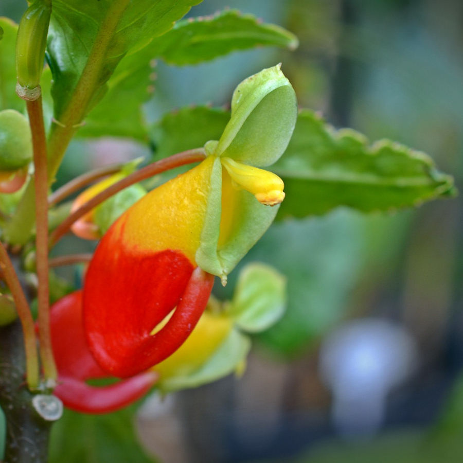 Impatiens Niamniamensis Parrot Plant