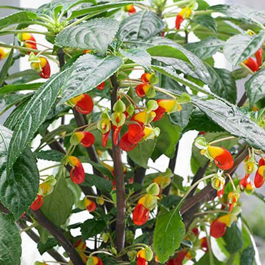 Parrot Plant