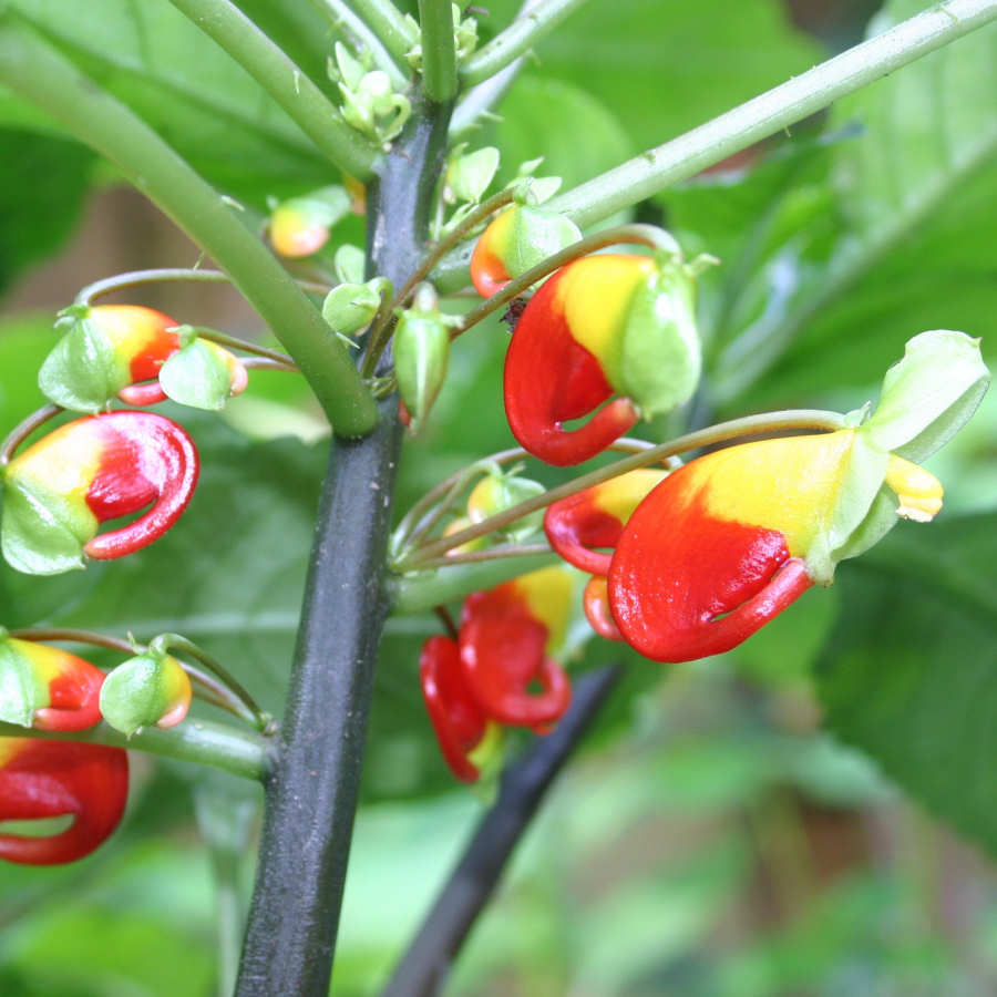 Parrot Plant