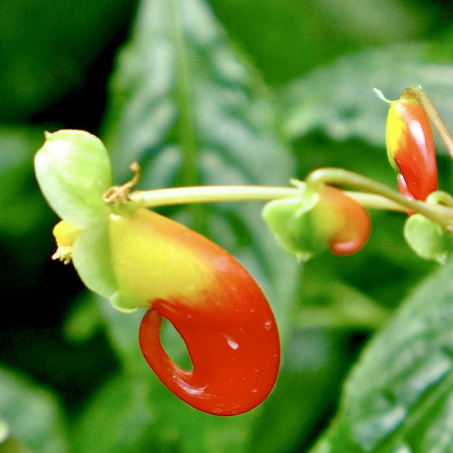 Parrot Plant