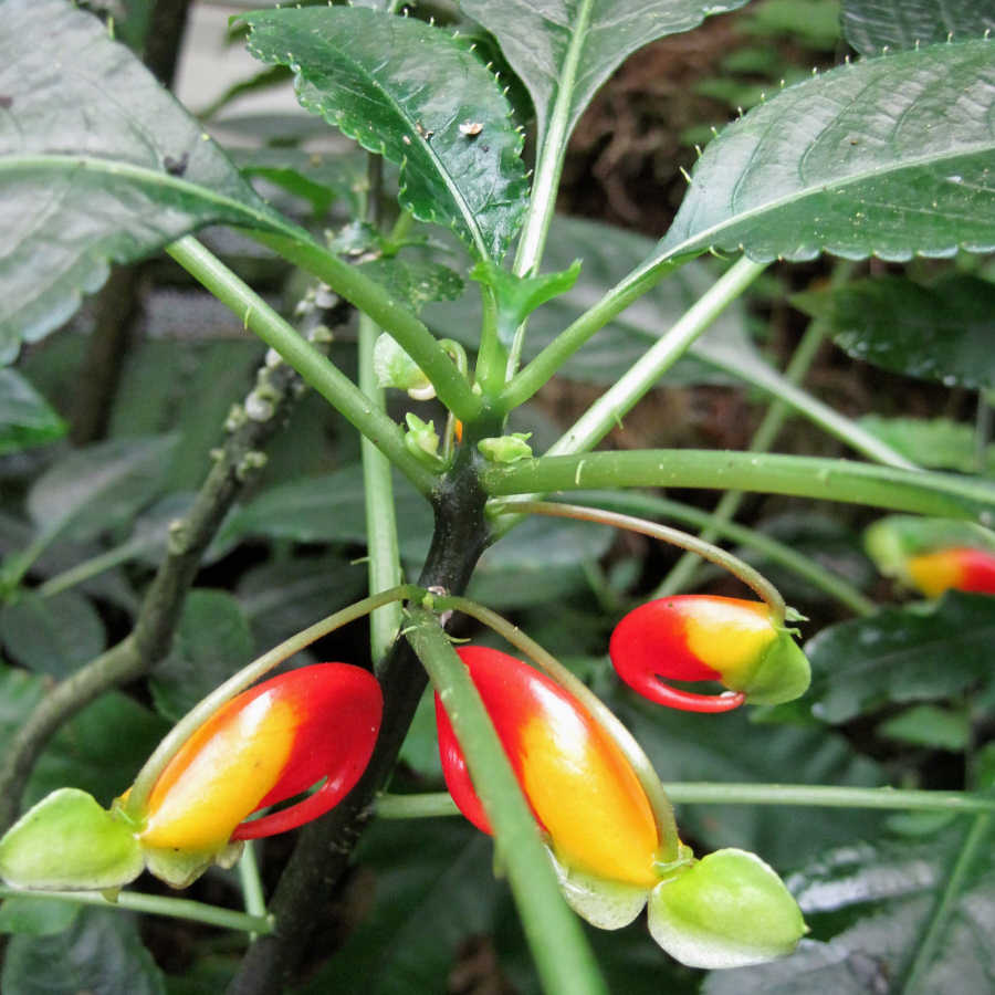 Impatiens Niamniamensis Parrot Plant