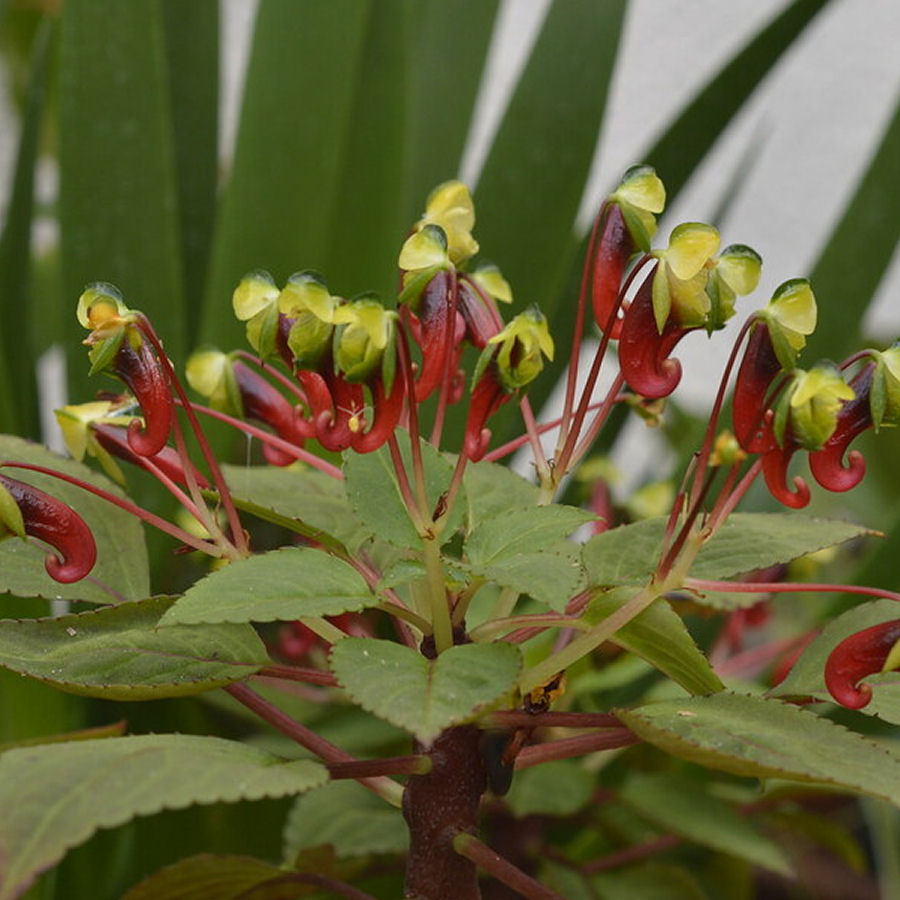 Impatiens Parasitica Plant