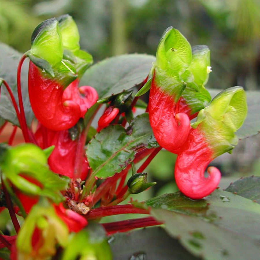 Impatiens Parasitica Plant