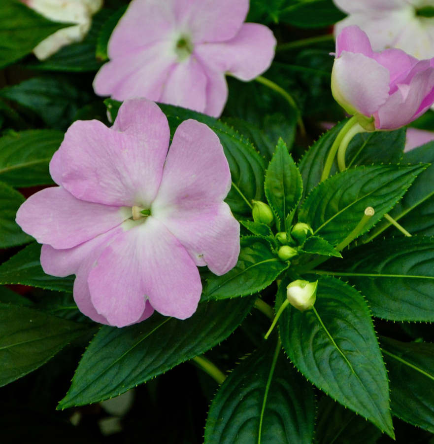 Impatiens Sodenii Plant