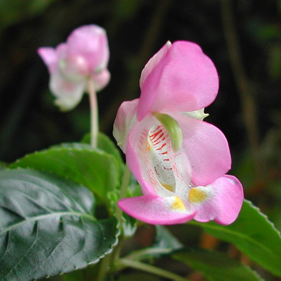 Impatiens Tuberosa Plant