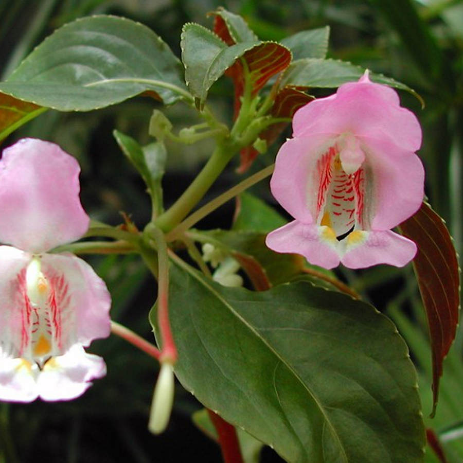 Impatiens Tuberosa Plant