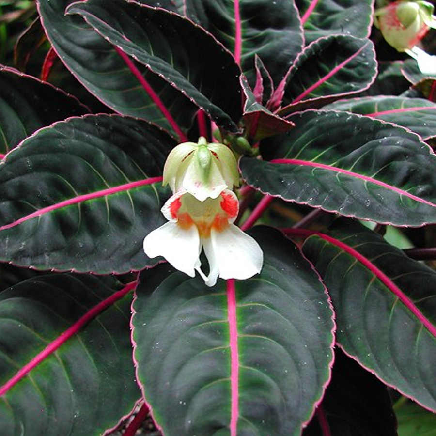 Impatiens Velvetea Morsei Plant