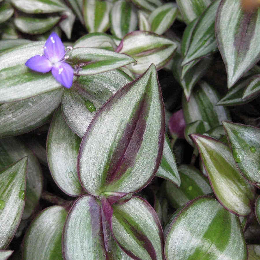 Purpusii Plant